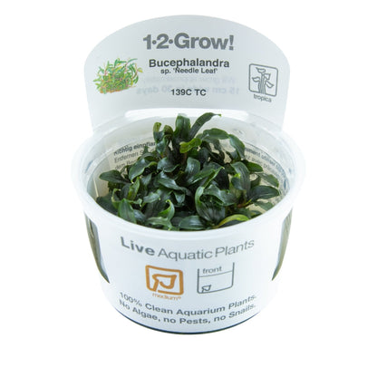 Tropica Bucephalandra Needle Leaf 1-2-GROW