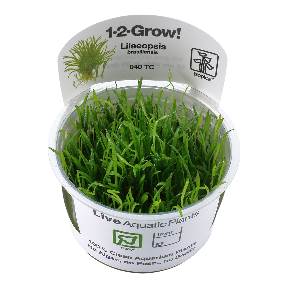 Tropica Lilaeopsis brasiliensis 1-2-GROW