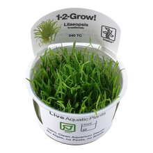 Tropica Lilaeopsis brasiliensis 1-2-GROW