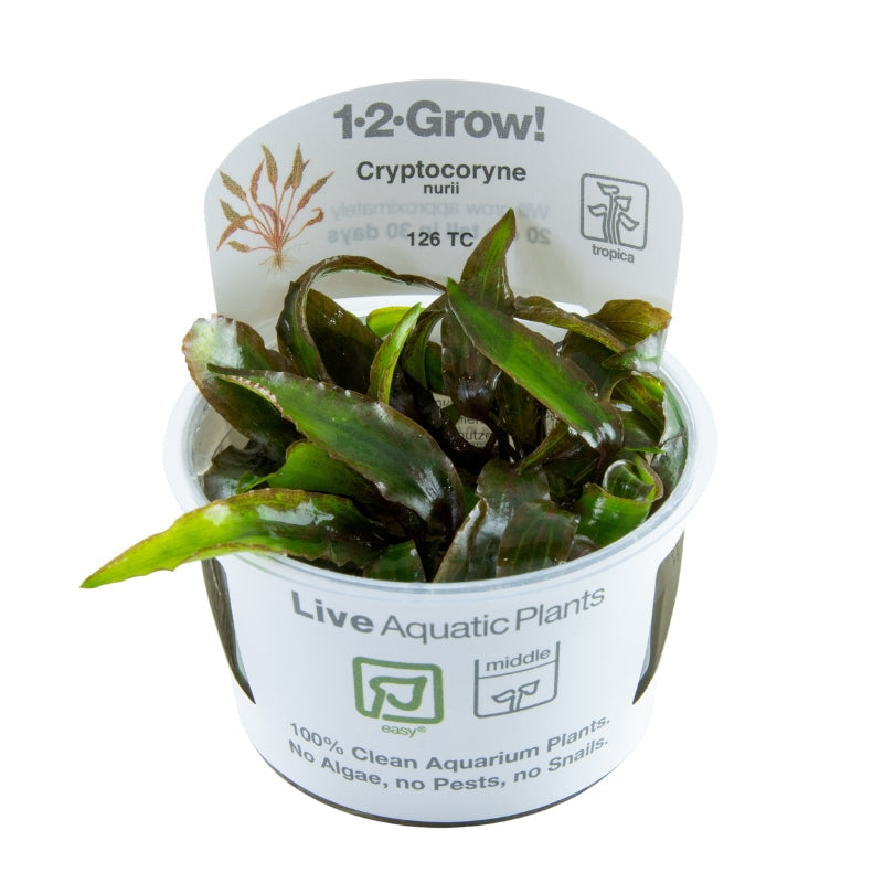 Tropica Cryptocoryne nurii 1-2-GROW
