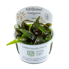Tropica Cryptocoryne nurii 1-2-GROW