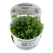 Tropica Marsilea hirsuta 1-2-GROW
