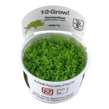 Tropica Hemianthus callitrichoides Cuba 1-2-GROW