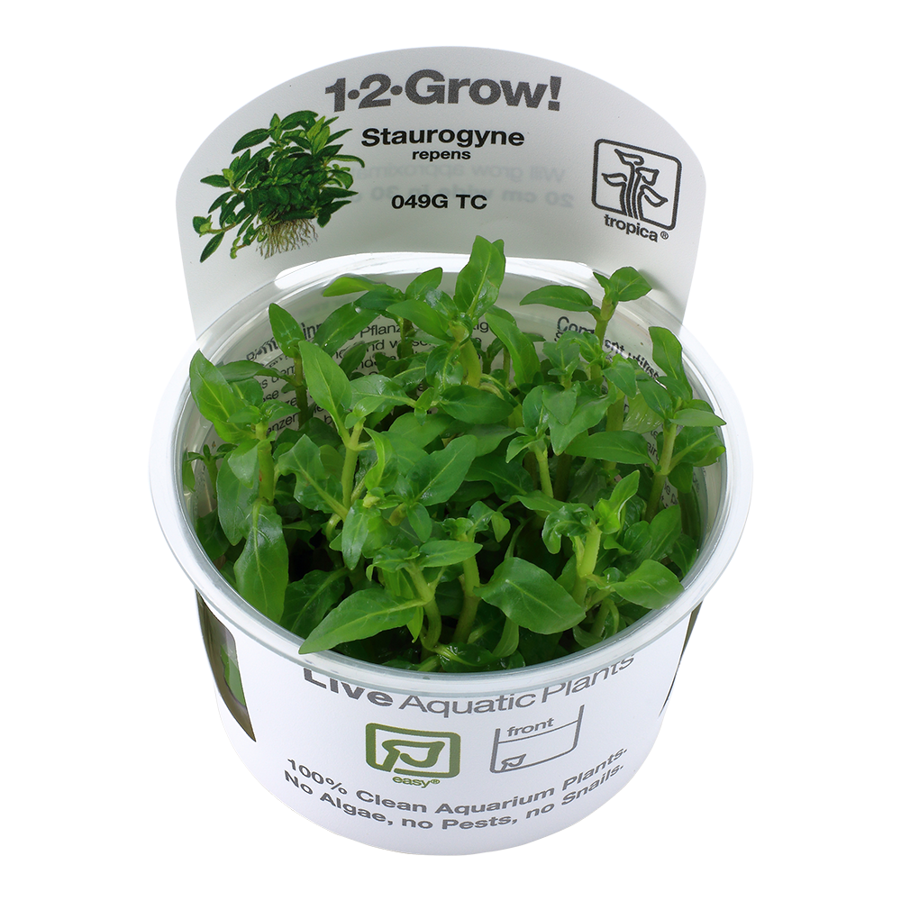 Tropica Staurogyne repens 1-2-GROW