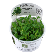 Tropica Staurogyne repens 1-2-GROW