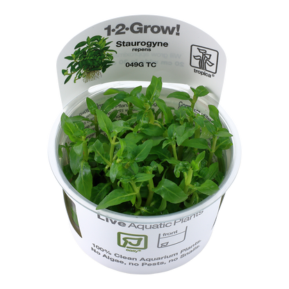 Tropica Staurogyne repens 1-2-GROW