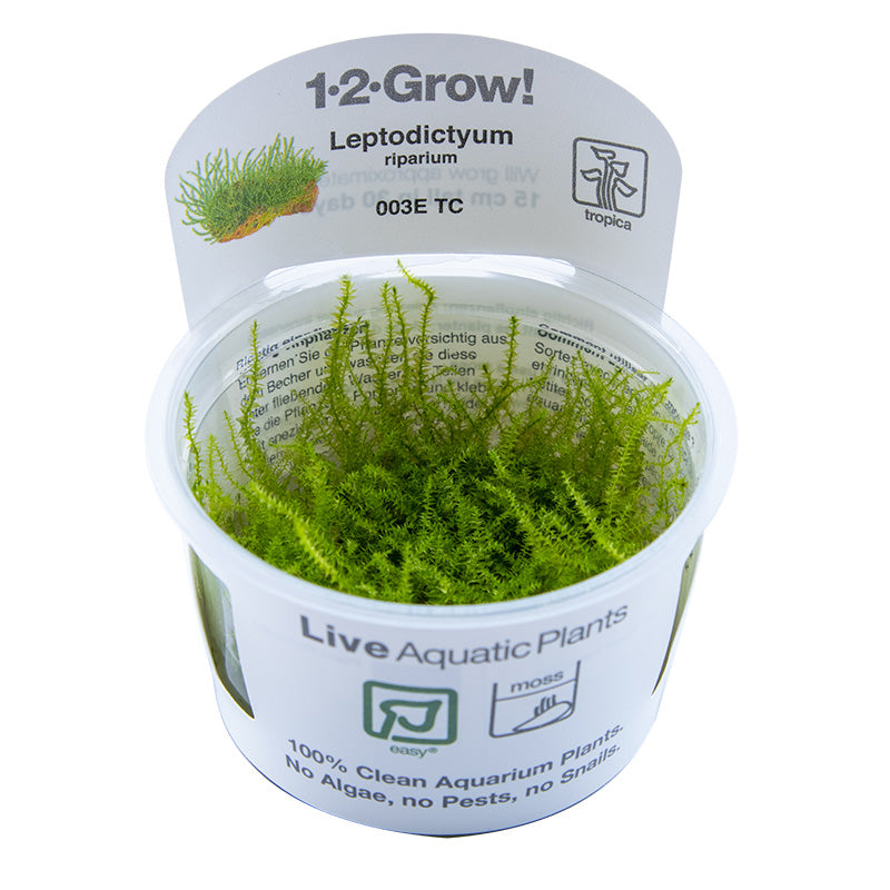 Tropica Leptodictyum riparium Moss 1-2-GROW