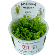 Tropica Hemianthus micranthemoides 1-2-GROW