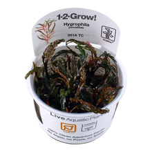 Tropica Hygrophila pinnatifida 1-2-GROW