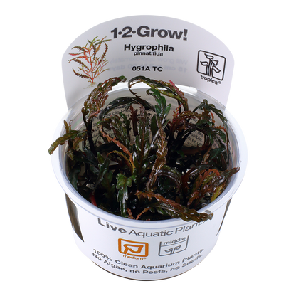 Tropica Hygrophila pinnatifida 1-2-GROW