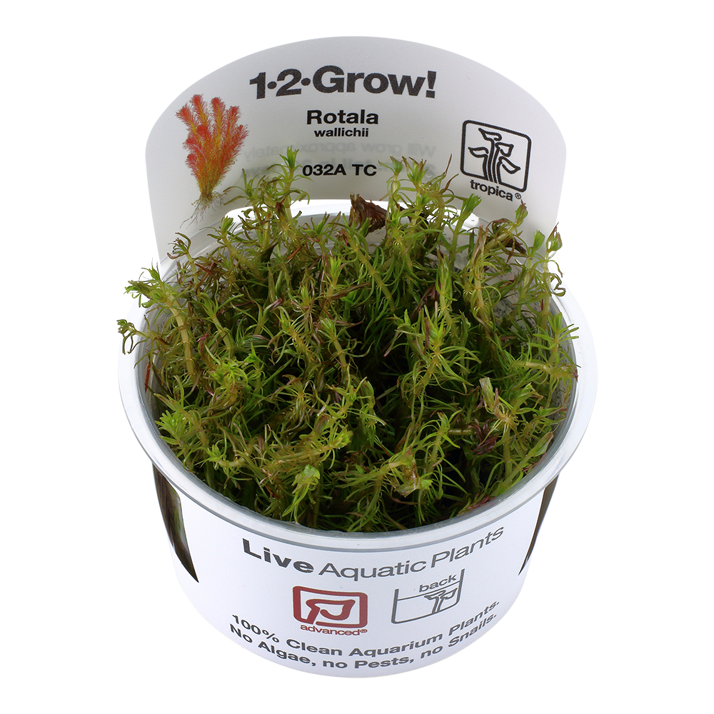 Tropica Rotala wallichii 1-2-GROW