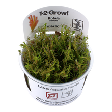 Tropica Rotala wallichii 1-2-GROW