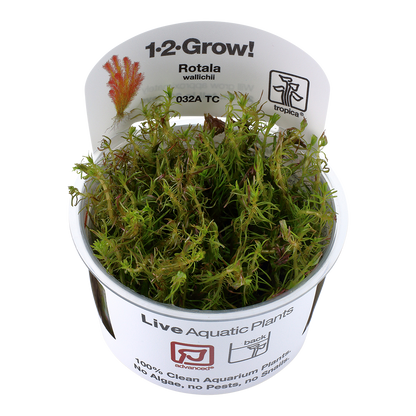 Tropica Rotala wallichii 1-2-GROW