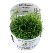 Tropica Helanthium tenellum Green 1-2-GROW