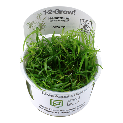 Tropica Helanthium tenellum Green 1-2-GROW