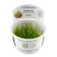 Tropica Taxiphyllum barbieri Java Moss 1-2-GROW