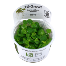 Tropica Limnobium laevigatum (Amazon Frogbit) 1-2-GROW