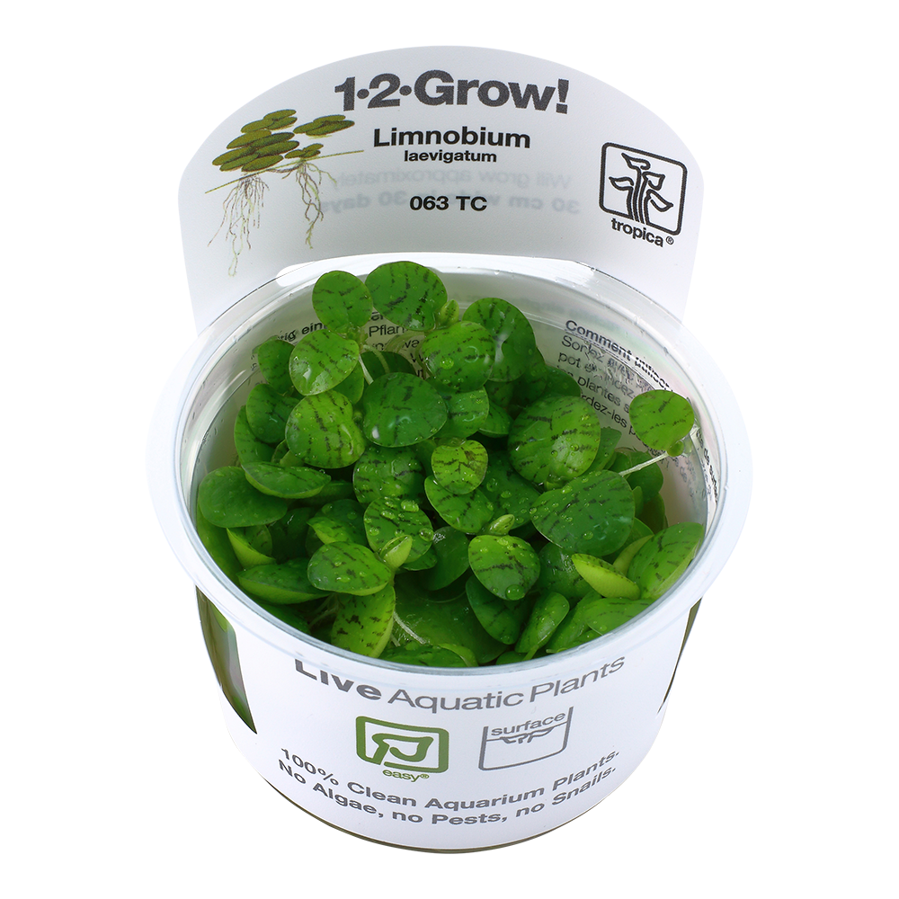 Tropica Limnobium laevigatum (Amazon Frogbit) 1-2-GROW