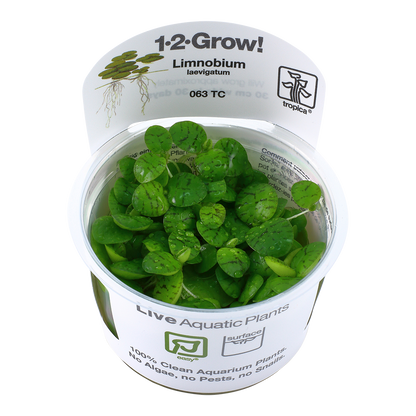 Tropica Limnobium laevigatum (Amazon Frogbit) 1-2-GROW