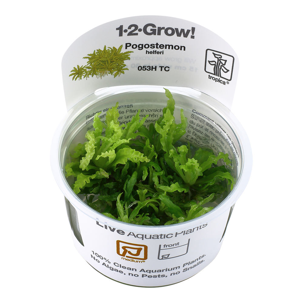 Tropica Pogostemon helferi 1-2-GROW