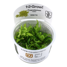 Tropica Pogostemon helferi 1-2-GROW