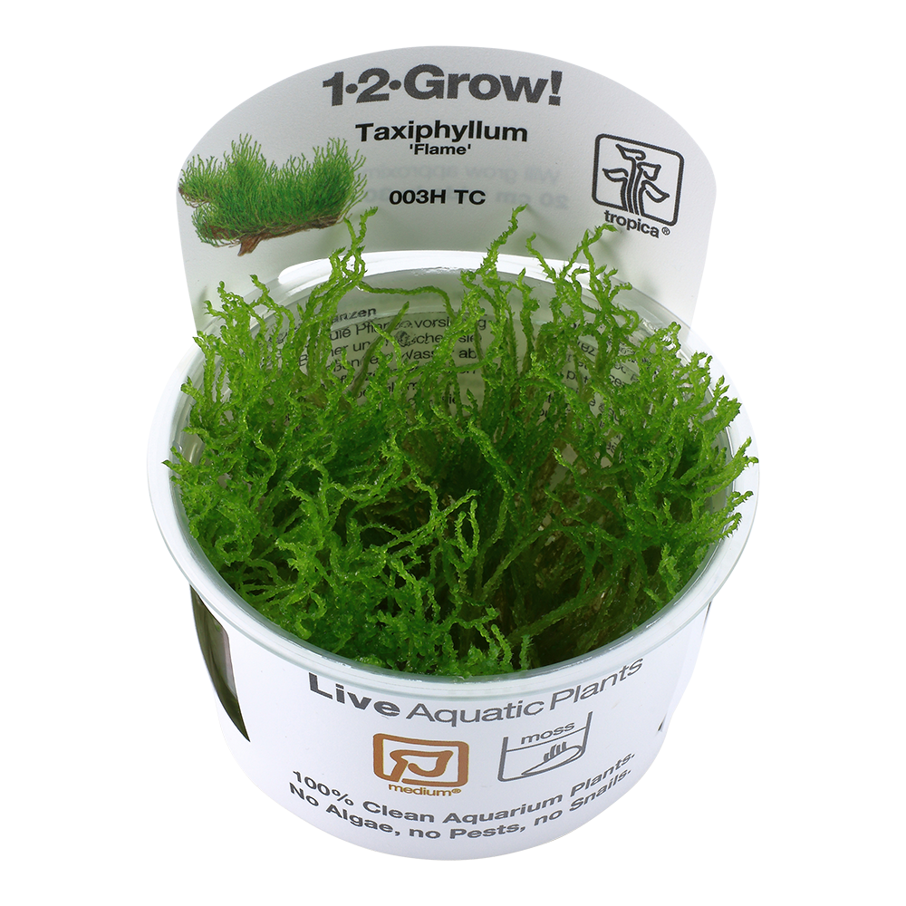 Tropica Taxiphyllum Flame Moss 1-2-GROW