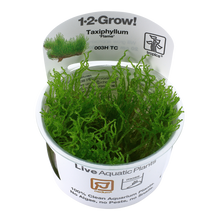 Tropica Taxiphyllum Flame Moss 1-2-GROW