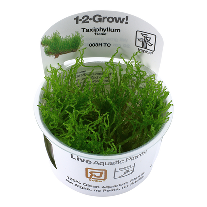 Tropica Taxiphyllum Flame Moss 1-2-GROW