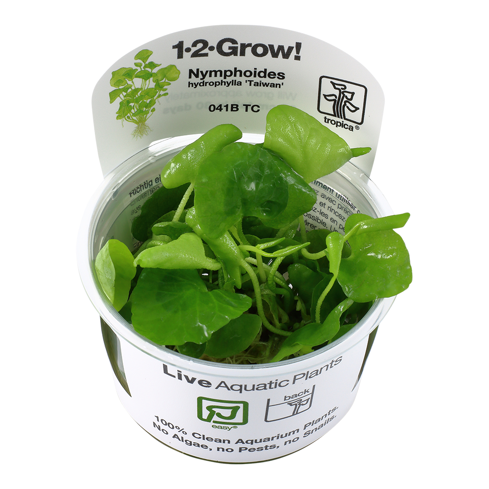 Tropica Nymphoides hydrophylla Taiwan 1-2-GROW