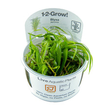 Tropica Blyxa japonica 1-2-GROW