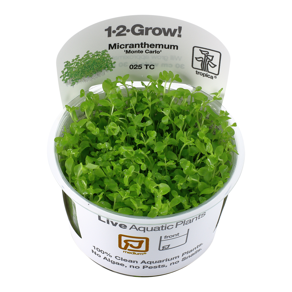 Tropica Micranthemum Monte Carlo 1-2-GROW