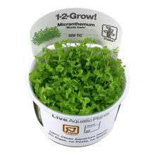 Tropica Micranthemum Monte Carlo 1-2-GROW