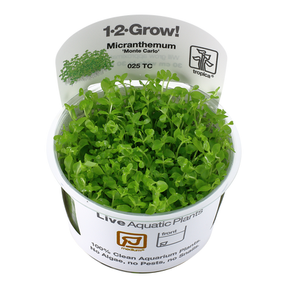 Tropica Micranthemum Monte Carlo 1-2-GROW