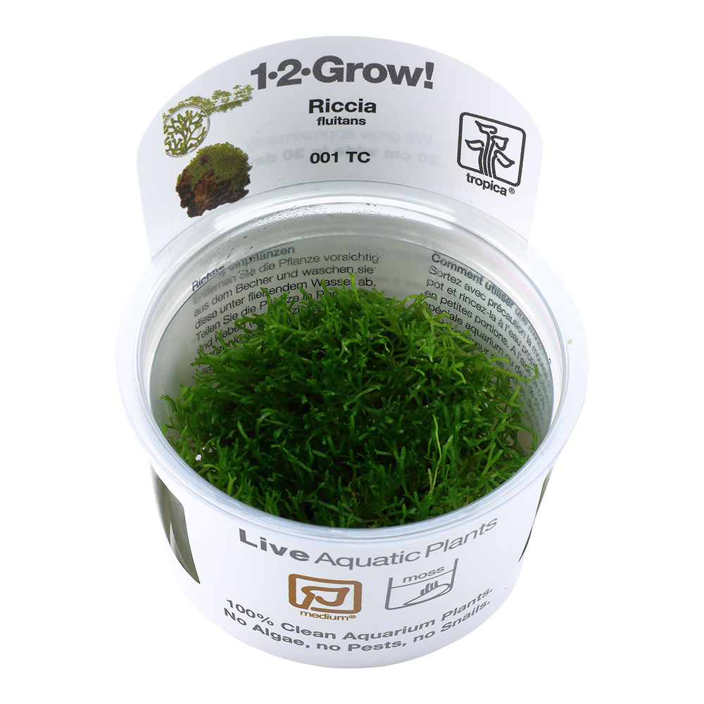 Tropica Riccia fluitans 1-2-GROW