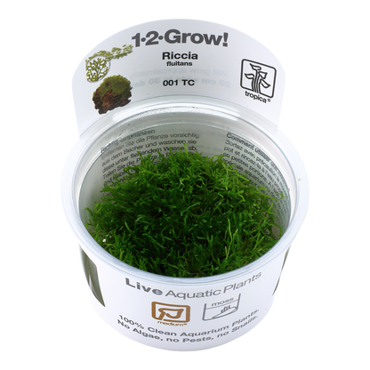 Tropica Riccia fluitans 1-2-GROW