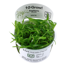 Tropica Sagittaria subulata 1-2-GROW