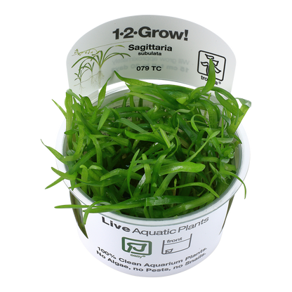 Tropica Sagittaria subulata 1-2-GROW