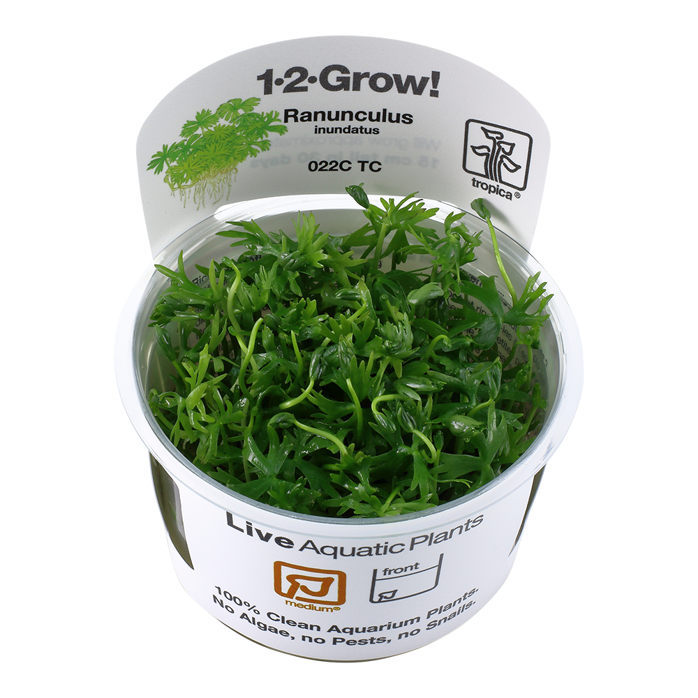 Tropica Ranunculus inundatus 1-2-GROW