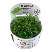 Tropica Ranunculus inundatus 1-2-GROW