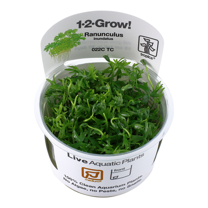 Tropica Ranunculus inundatus 1-2-GROW