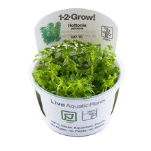 Tropica Hottonia palustris 1-2-GROW