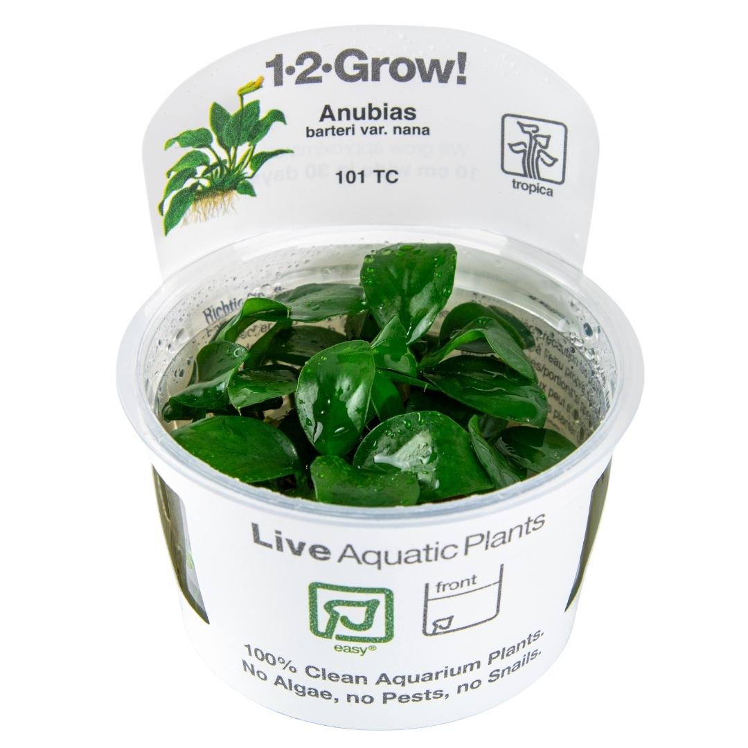 Tropica Anubias barteri nana 1-2-GROW
