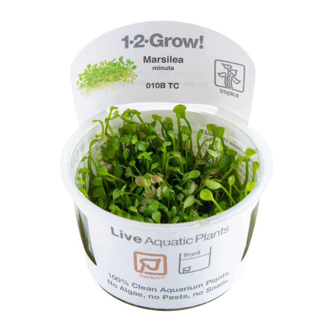 Tropica Marsilea minuta (crenata) 1-2-GROW