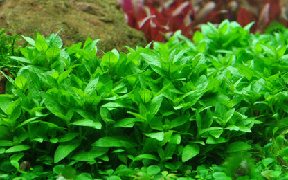 Tropica Staurogyne repens 1-2-GROW