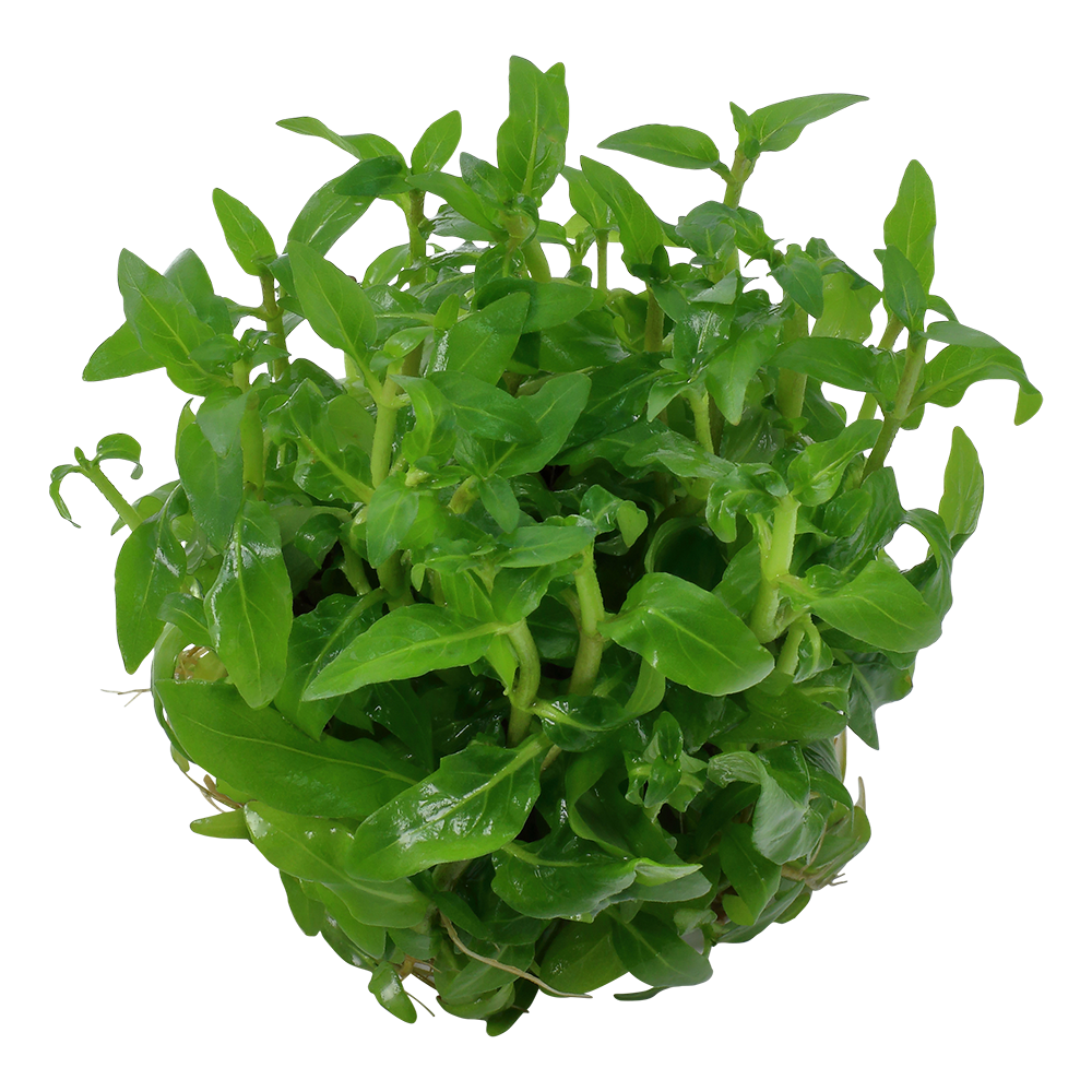 Tropica Staurogyne repens 1-2-GROW