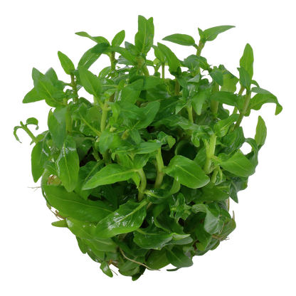 Tropica Staurogyne repens 1-2-GROW