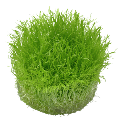 Tropica Utricularia graminifolia 1-2-GROW