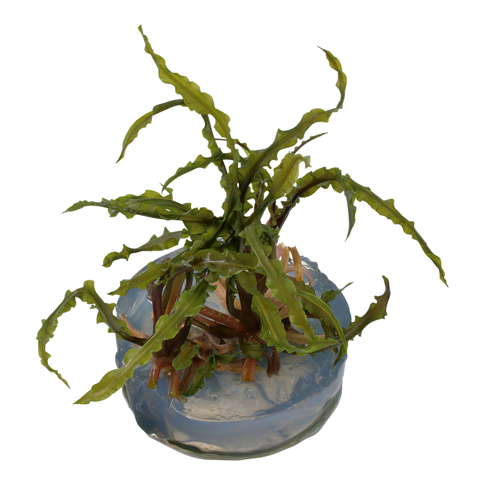 Tropica Cryptocoryne crispatula 1-2-GROW
