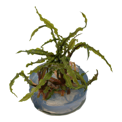 Tropica Cryptocoryne crispatula 1-2-GROW