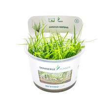 Dennerle Juncus repens Plant-It